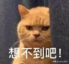 厨房是猫咪的修罗场，随便一项就能重伤