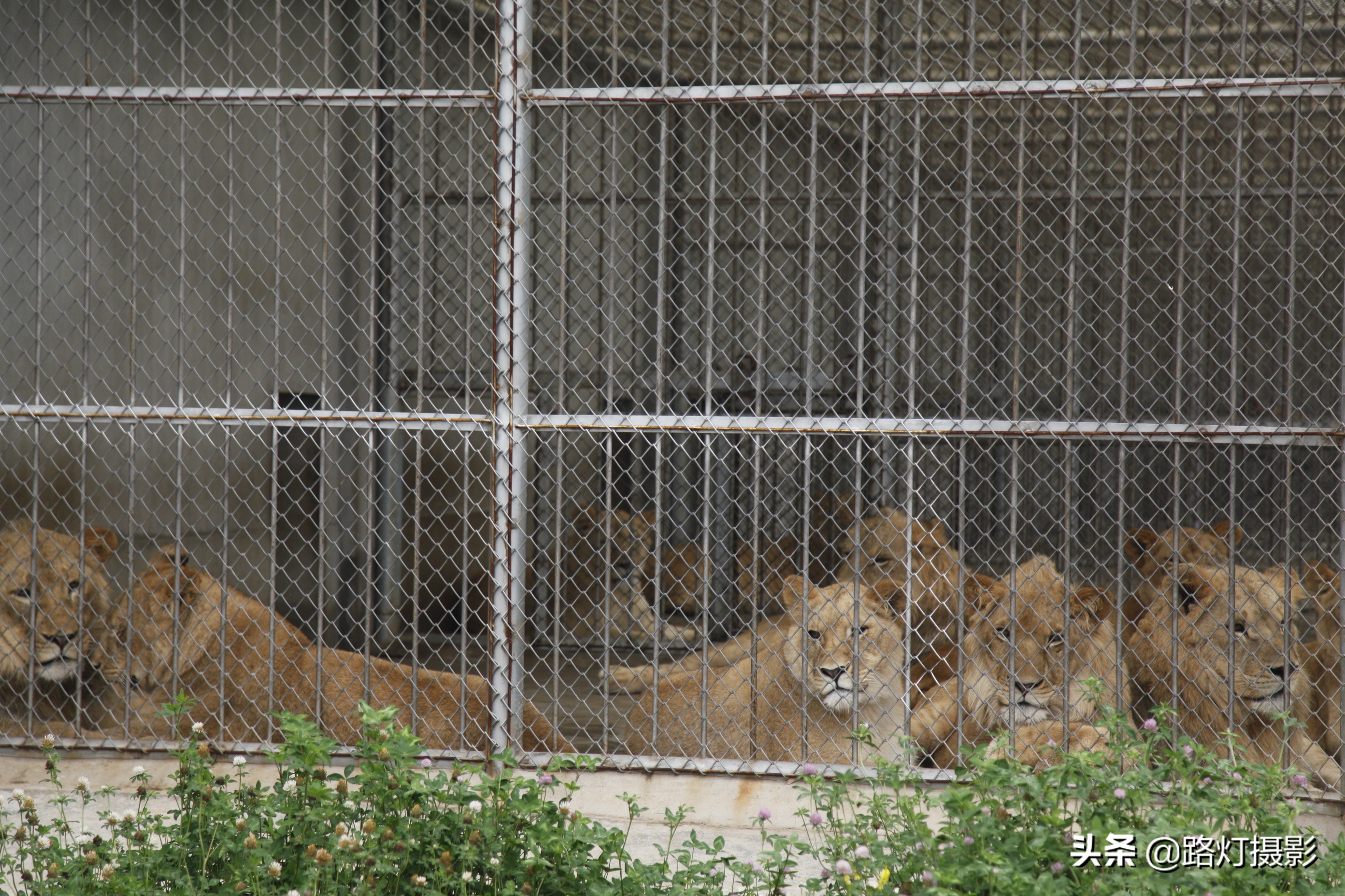 太湖龙之梦古镇乐园,太湖龙之梦乐园免费吗
