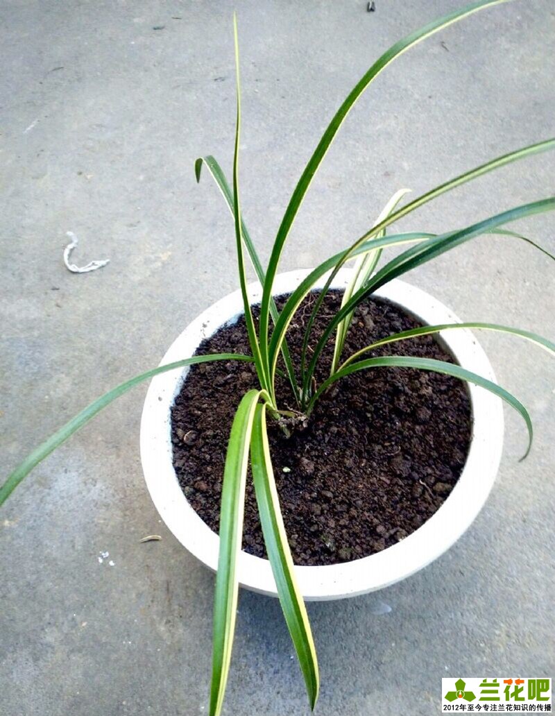 兰花边艺对照表,兰花边艺的种类