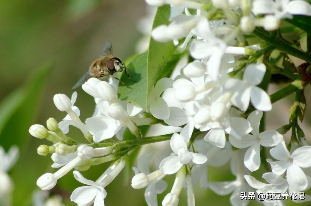木樨科的花花“真乖”,一朵朵开花不断,越来越爱