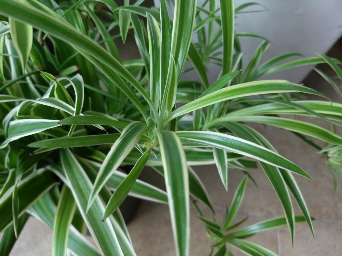 吊兰耐旱还是喜水,吊兰喜阴还是绿萝喜阴