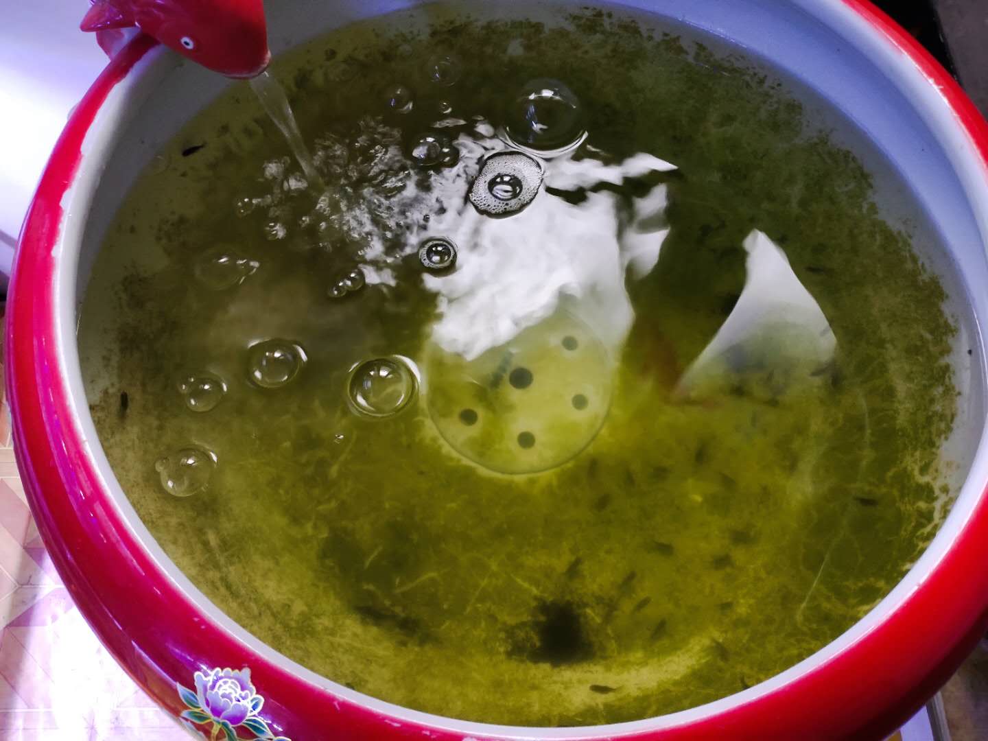 鱼缸里有气泡到底好不好,鱼缸里气泡多正常吗