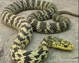 还没看《神奇动物在哪里》?没关系,你错过的神奇动物都在这里