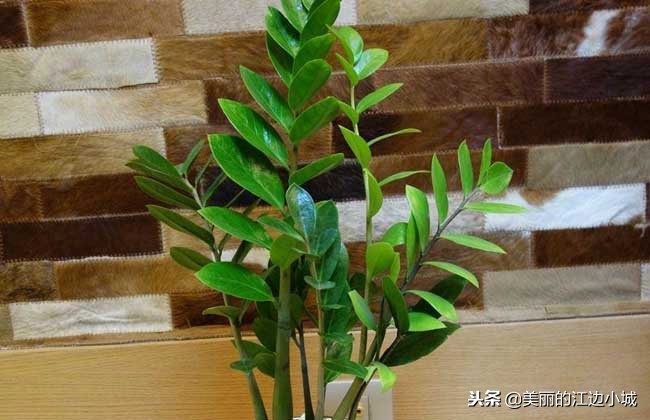 金钱树怎么养才能让它枝繁叶茂,金钱树的养护和施肥方法