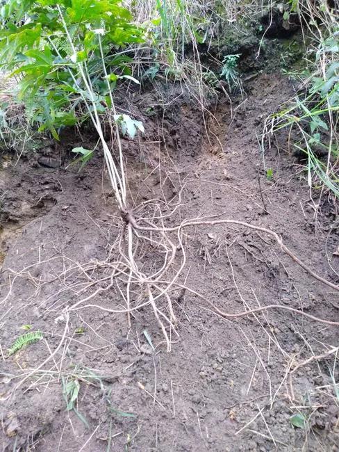 做营养汤都放什么药材,各种营养汤的做法及功效大全