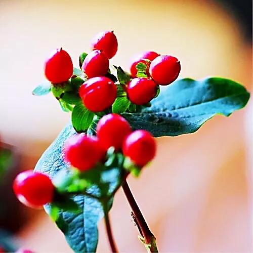 红豆是种子吗还是果实,红豆相思豆长什么样