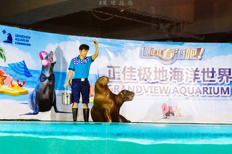 海洋极地海洋世界攻略,正佳极地海洋世界白鲸海象