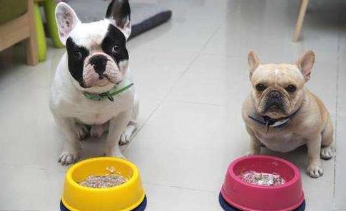 养斗牛犬怎么样,蓝色法国斗牛犬优缺点