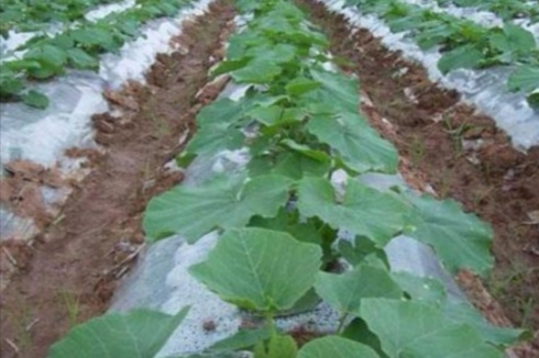 南瓜不结瓜怎么管理,南瓜只长藤不开花怎么回事