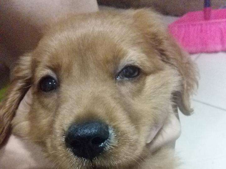 狗狗生殖系统有哪些常见疾病,预防狗狗疾病