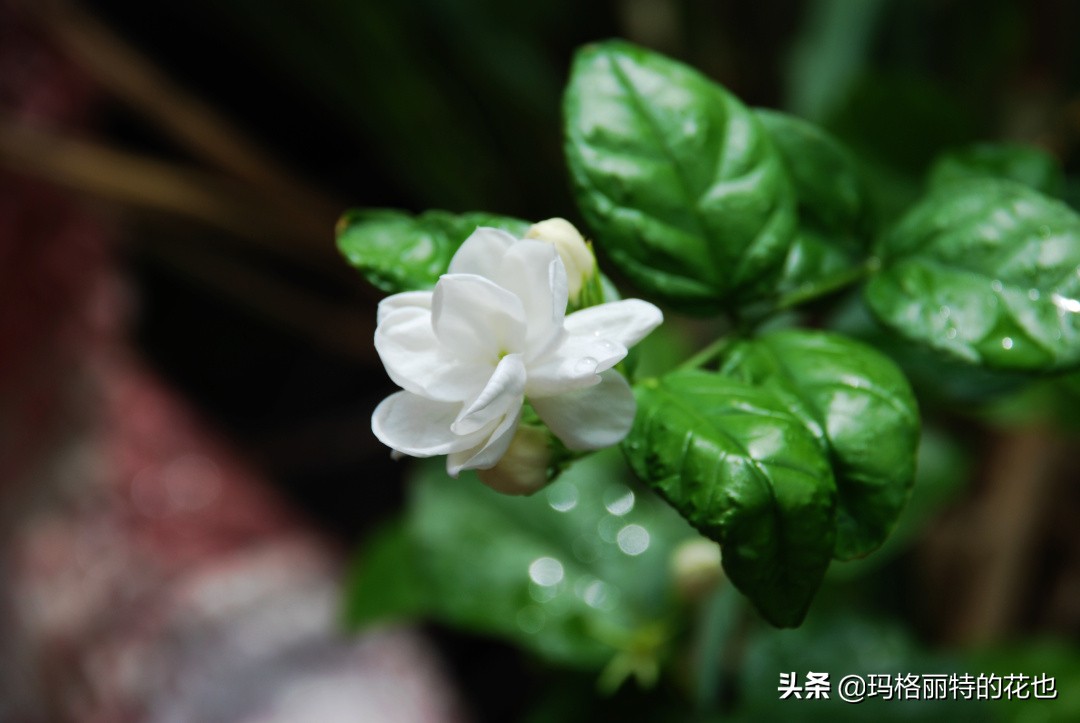 花园里四季常青的树,花园里四季都绿的植物