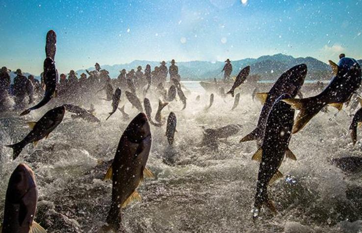 为什么说养殖赚不到钱,为什么搞养殖的朋友都说不挣钱