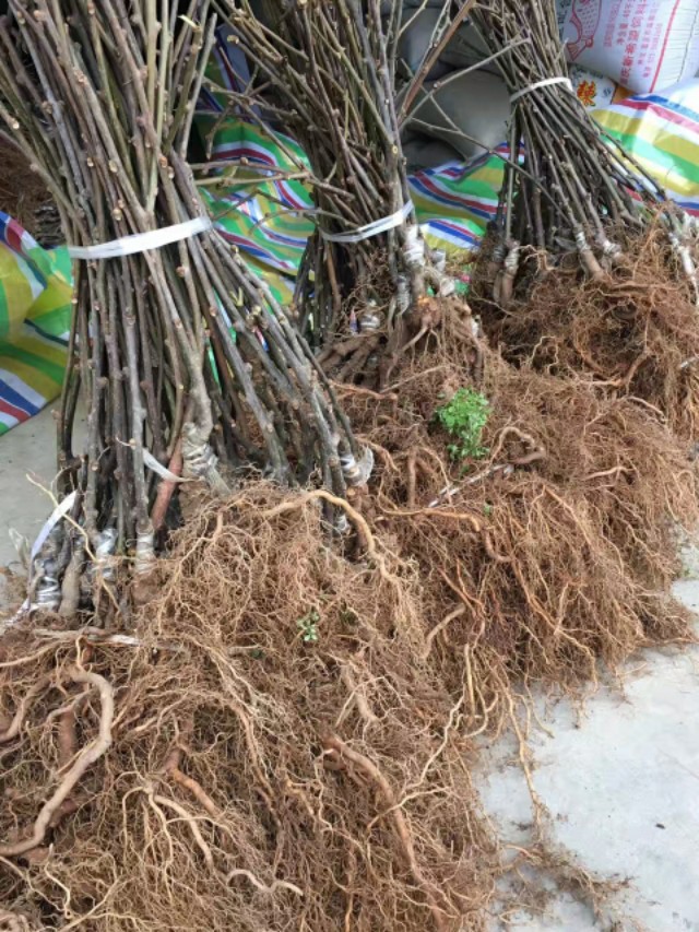 网上买的果苗哪里是假的,为什么网上的果苗一般都是假的