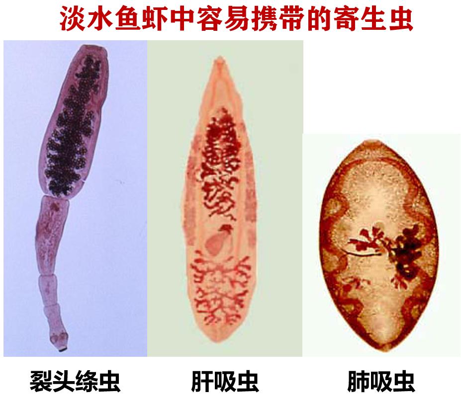 猫最喜欢吃的食物不是鱼吗,常吃猫粮的猫吃不得活鱼吗