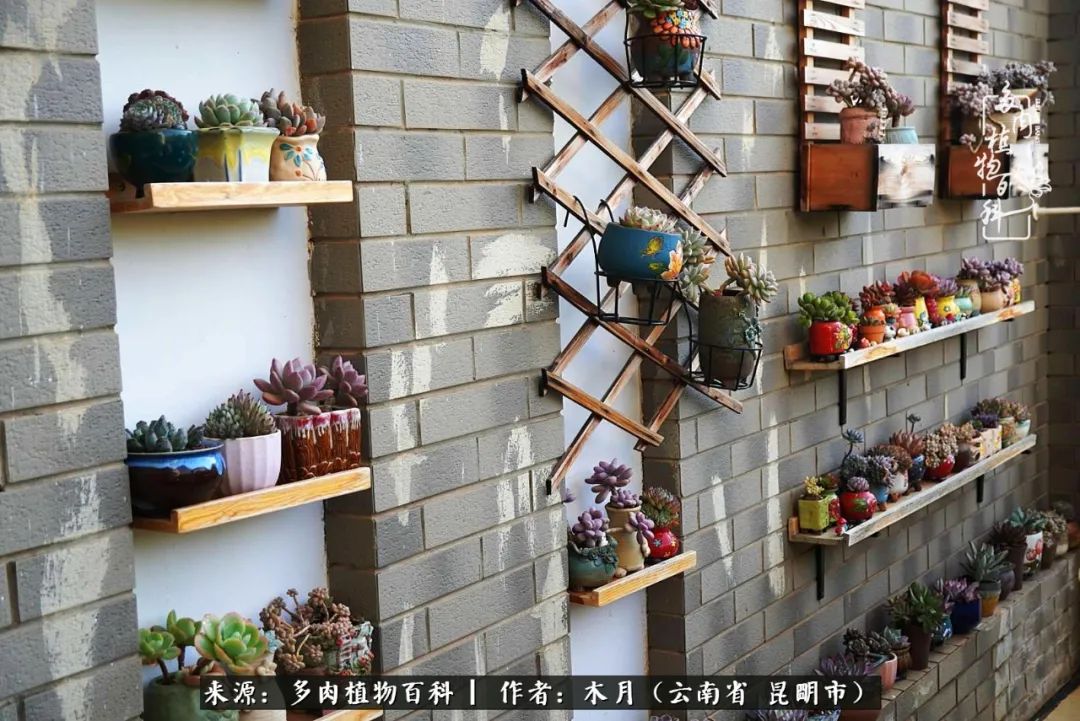 浅冬多肉，终有美好在等候