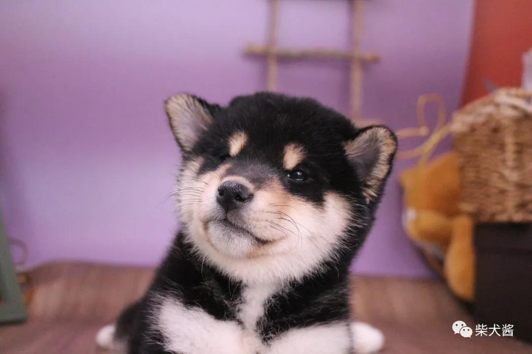 柴犬一般买什么血统,柴犬一定要买笼子嘛