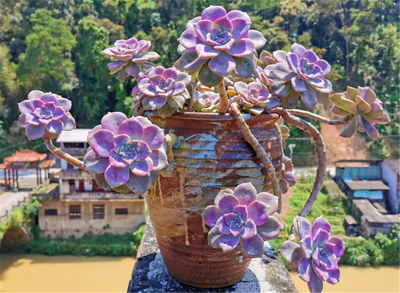 他养多肉10多年,总结出9个易出“高价老桩”的品种,适合新手