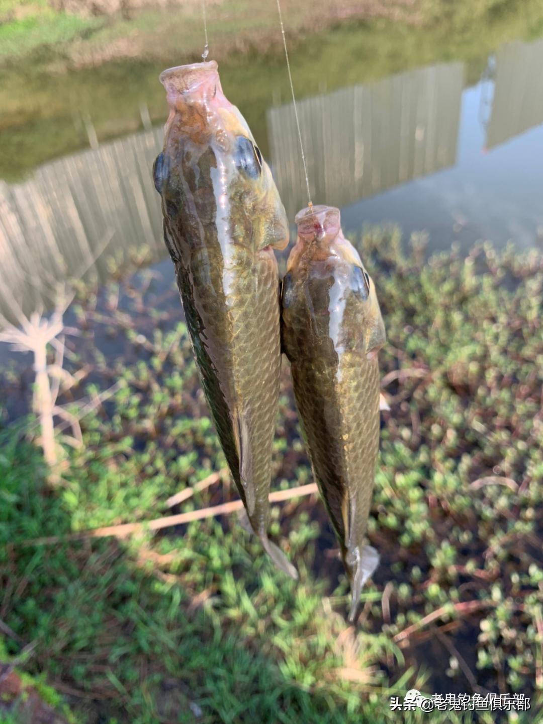 用鬼飞饵钓鱼,用鬼飞路亚怎么样