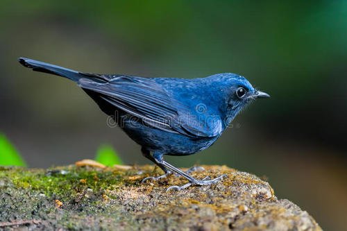 上帝和知更鸟,知更鸟为什么叫上帝之鸟