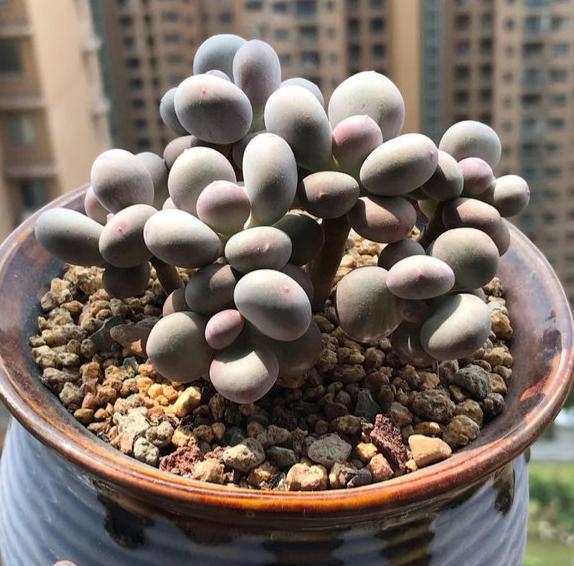 适合放屋里养的懒人植物,不用管理都能养什么花