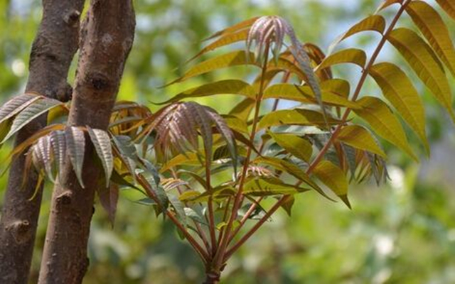 这种植物不但可以吃，车的珠子竟然可以和上等红木媲美