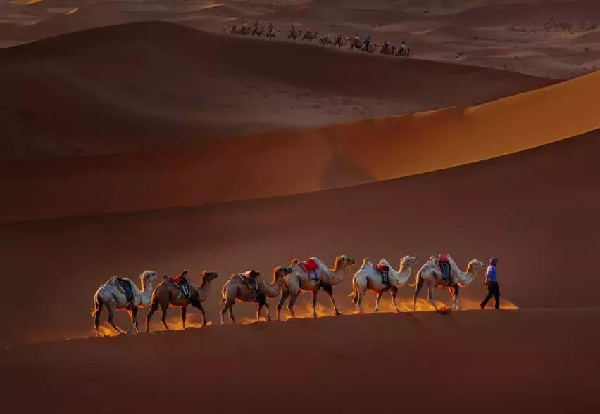 比起故宫猫,毫无颜值的西域骆驼,却在丝绸之路上火了两千多年