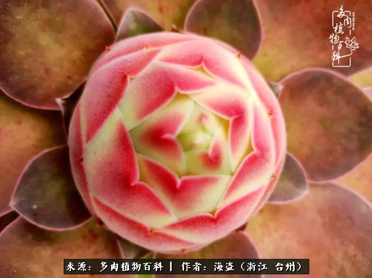 独爱玫瑰与法师！解密金老板和他的屋顶御花园