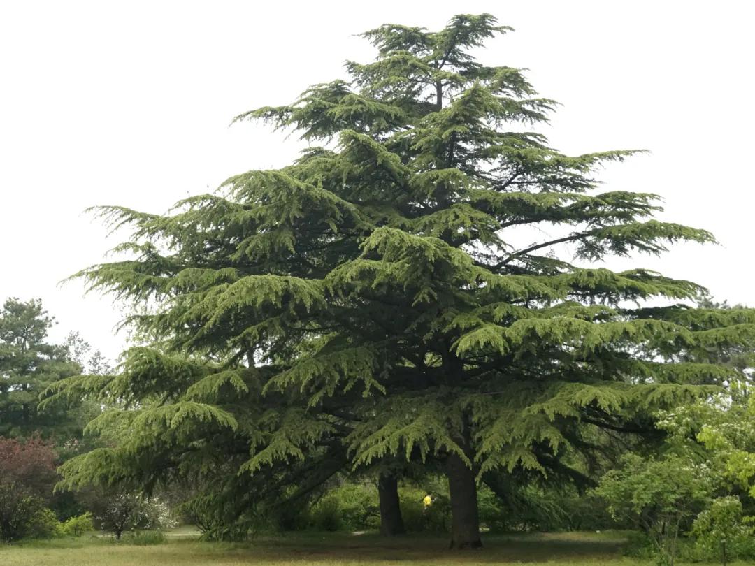 这种植物花不是花,果不是果,但还挺好吃