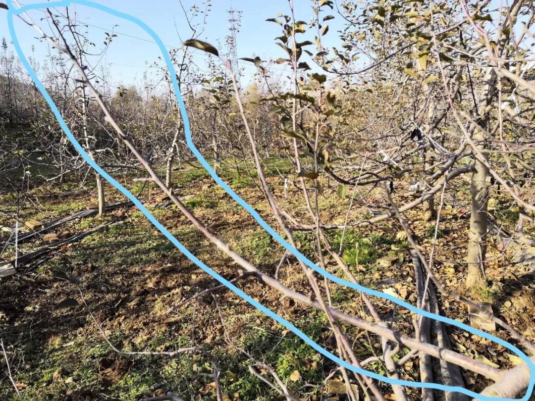 苹果树的正确修剪方法,专家手把手教苹果树修剪