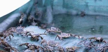 秋风起，欧美各国一提这种生物就如临大敌，一只活的能卖50美元