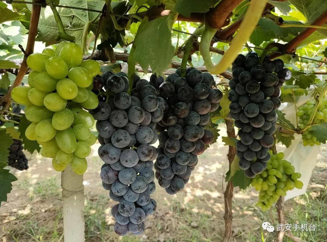 摘葡萄游乐园,摘葡萄还可以免费玩的地方