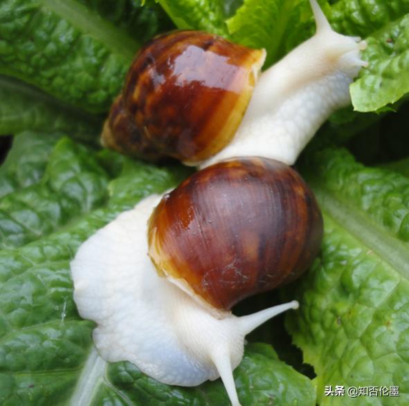 5年后农村养殖什么最赚钱,农村2021年养殖什么前景最好