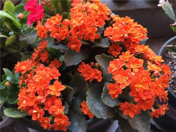 长寿花，寓意好、开花漂亮，花期长，品种多达300个