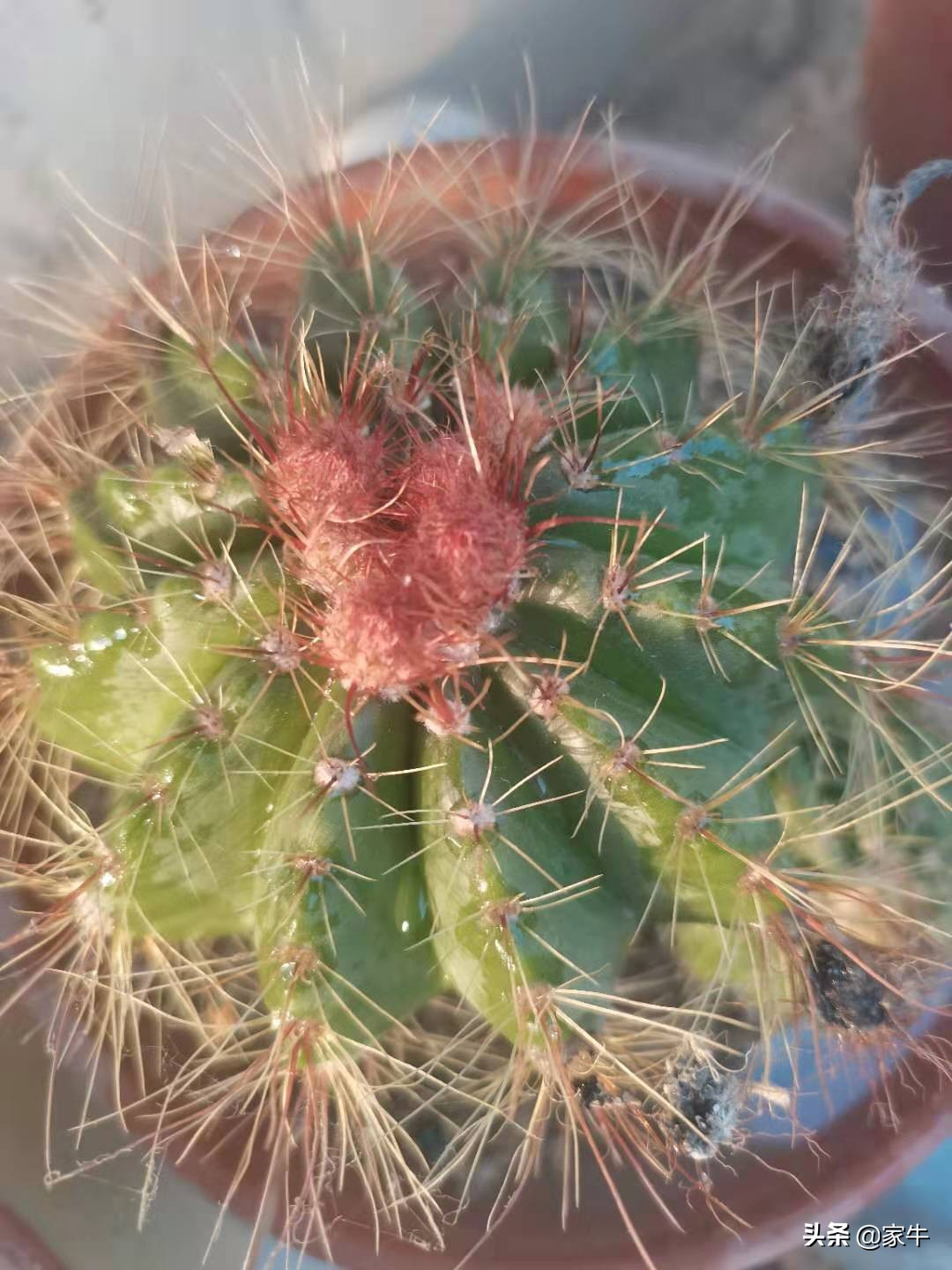 家牛的宠物龟、草金鱼、仙人球日志第364日