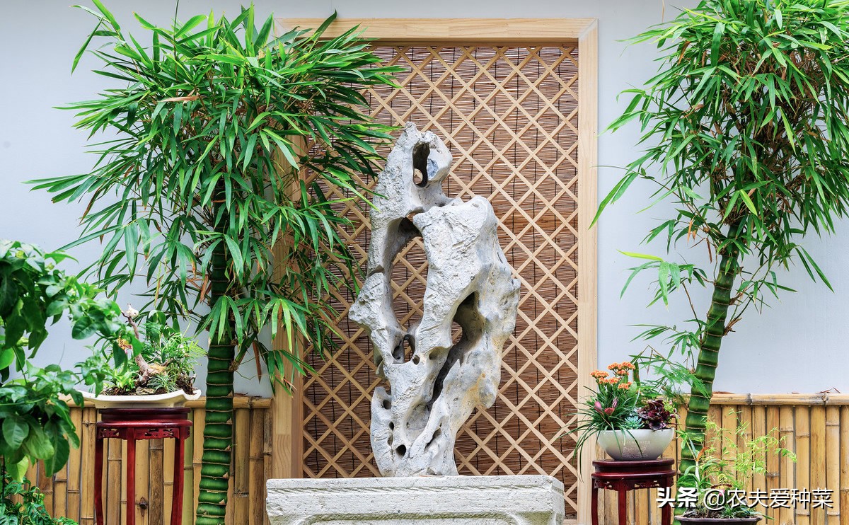 这“竹子”这么大个肚子，可谓“宰相”，好看旺财，能养20年