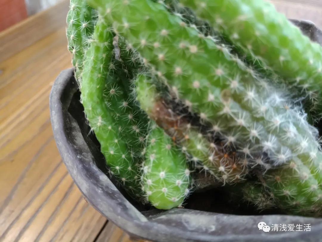 花13元多新入了一盆白檀毛毛虫,拆快递很满意,打开后很无奈