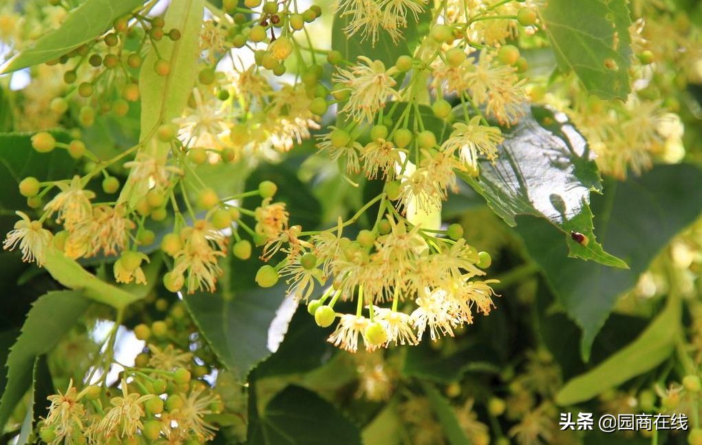 国储林树种目录,国储林种树