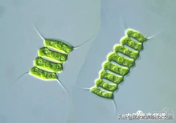 水产藻类大全图片,水产藻类知识大全