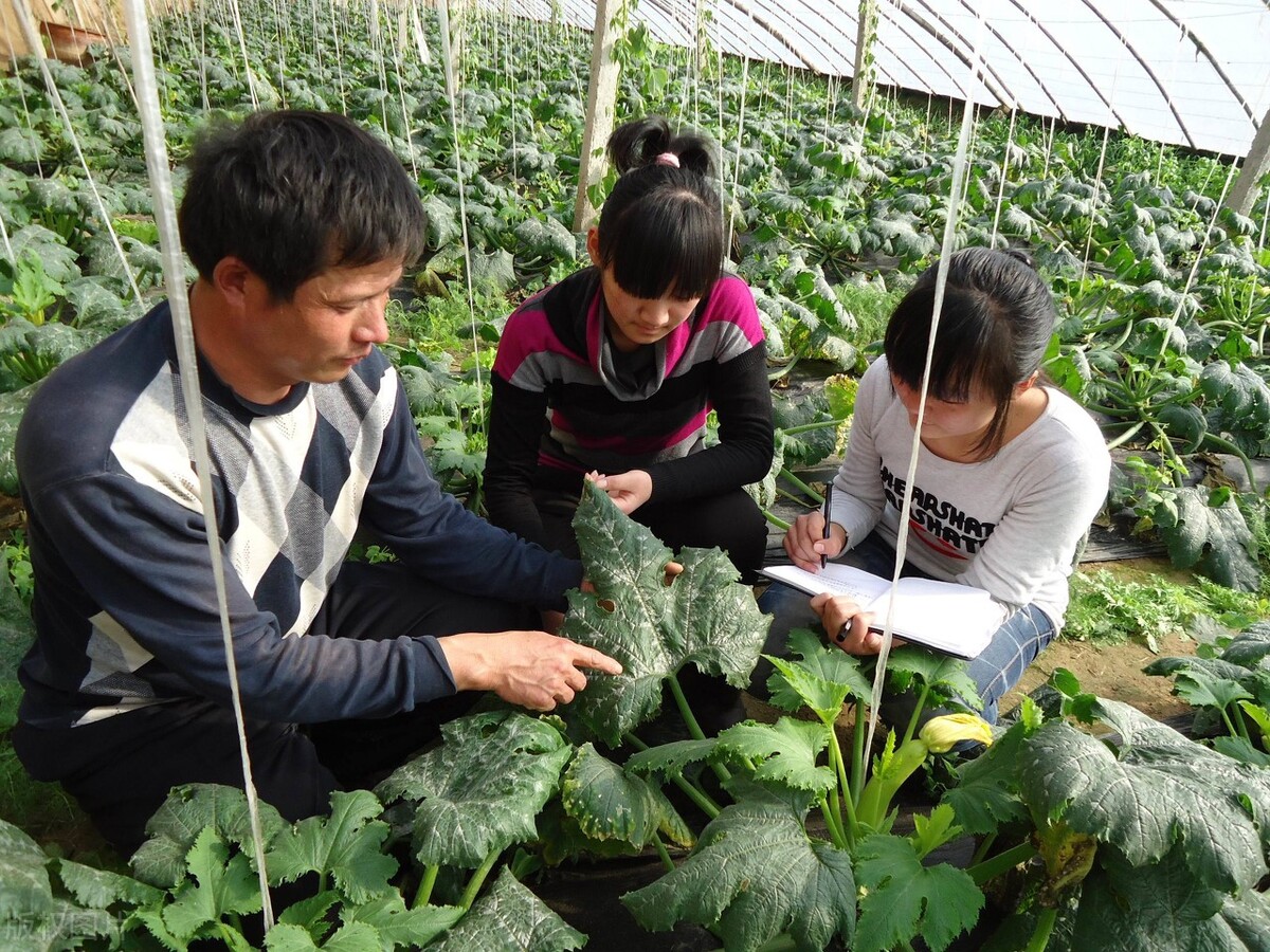 甜瓜细菌性角斑病和霜霉病分辨,甜瓜花叶斑病怎么防治