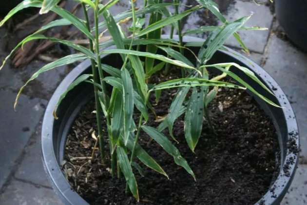 如何种生姜阳台盆栽生姜,生姜如何种植成盆栽