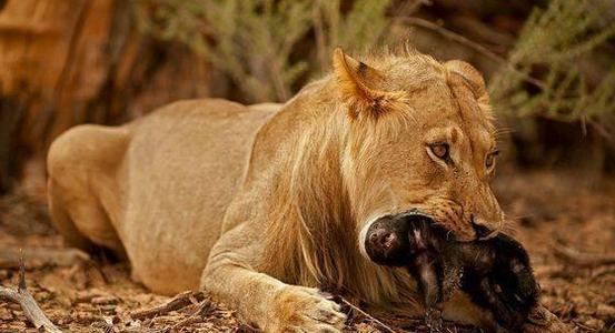 蜜獾被各种天敌捕杀，却没有一种天敌能影响蜜獾的数量，原因在哪