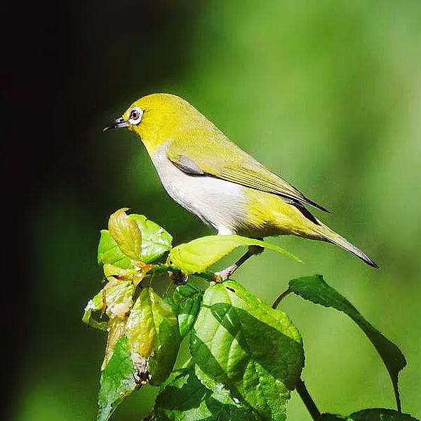 绣眼鸟叫声,绣眼鸟的视频欣赏