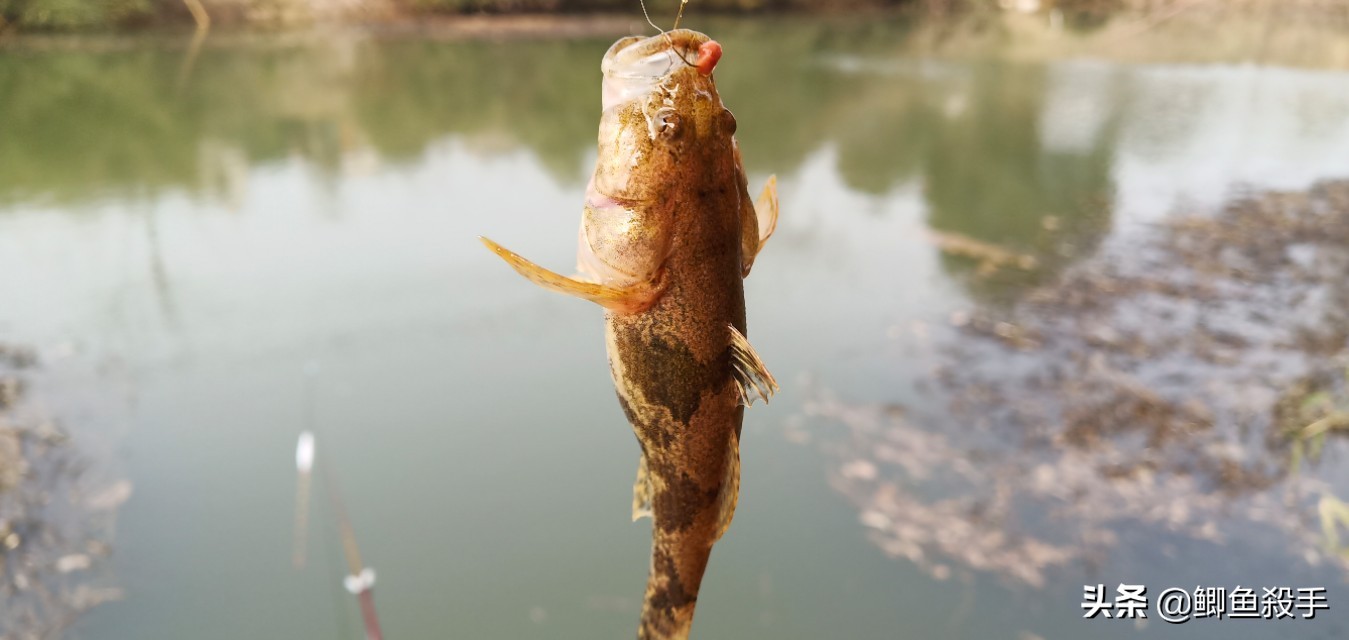 烂大街的“呆子鱼”,如何成为“餐桌”香饽饽,且价格不菲