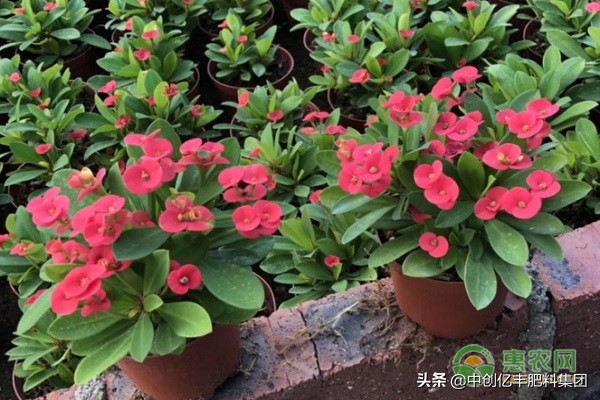 铁海棠怎样管理能开花,铁海棠最低耐寒多少度