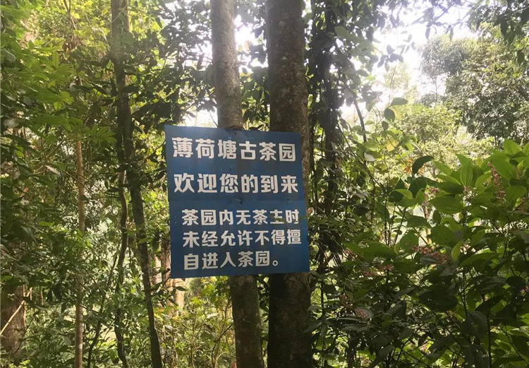 普洱茶十大名山图片高清,普洱茶名山名寨排名一览表