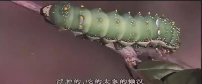 最适合让孩子看的5个纪录片,这几部高分纪录片适合孩子寒假看