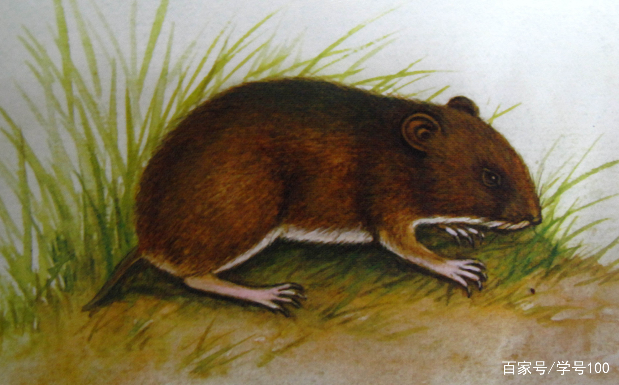 中国有可爱的刺猬吗,世界上真正的刺猬