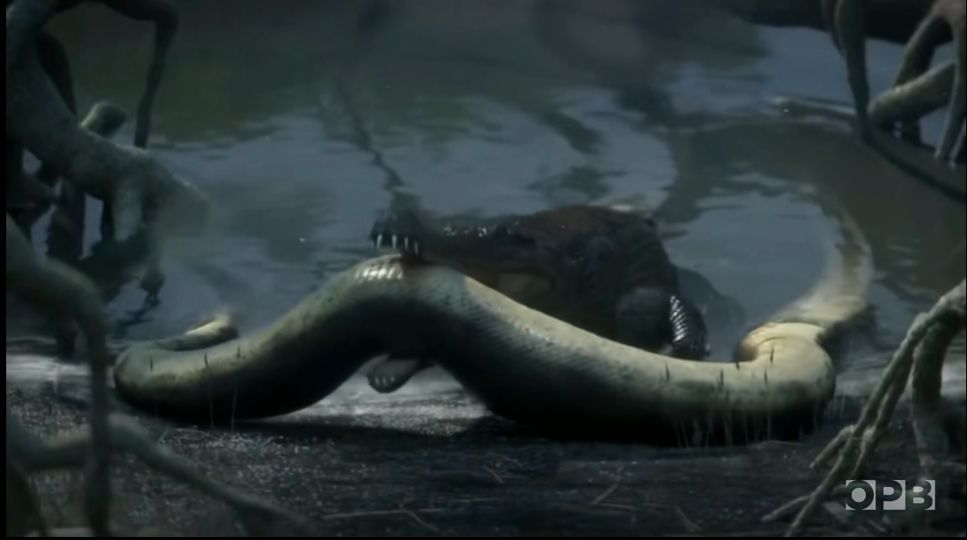 鳄鱼和沧龙还有鲨鱼谁更厉害,巨鳄和沧龙哪个比较厉害