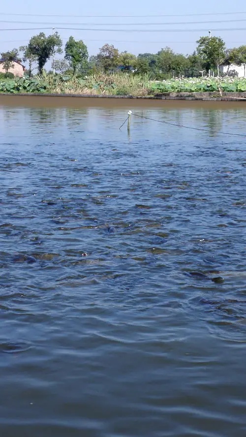 淡水养殖的条件,农村池塘淡水养殖什么赚钱