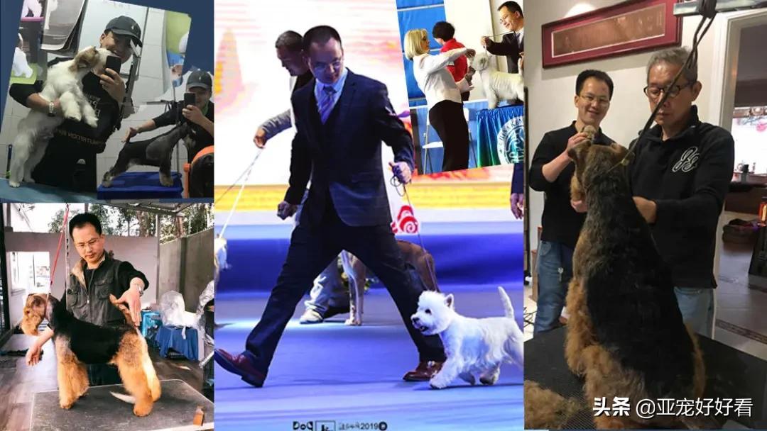 听话的店狗能带来多少生意！如何用“训练”改变活体销售困局